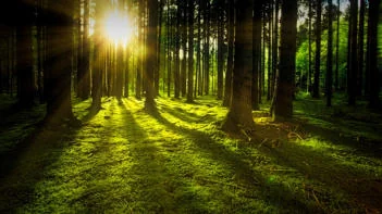 Sunlight through a forest